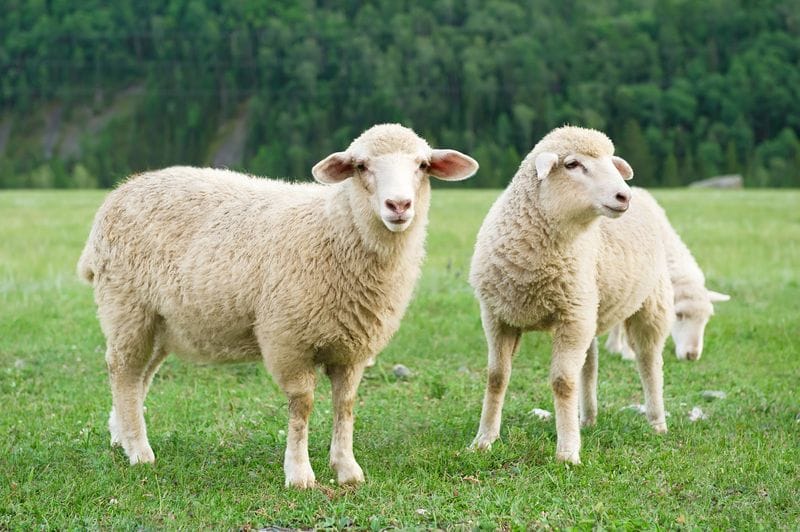 Why Organic Wool Why Organic Wool